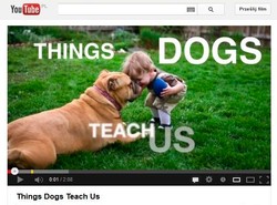 Czego możemy nauczyć się od psów? Oto mały poradnik