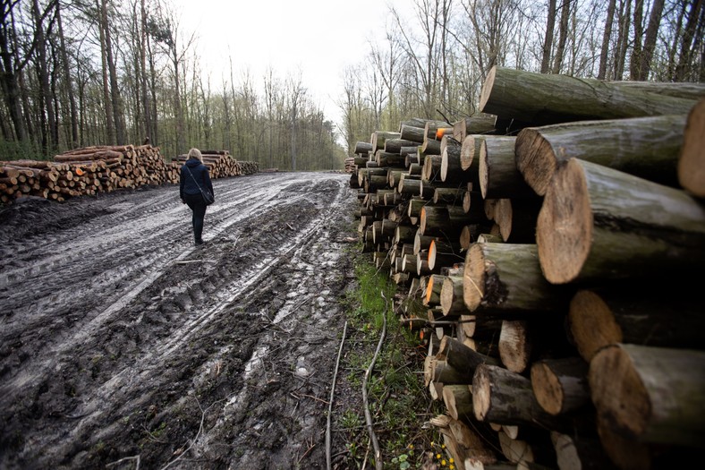 Poukładane w stos drewno i rozjeżdżone leśne dukty to dziś krajobraz większości lasów w Polsce