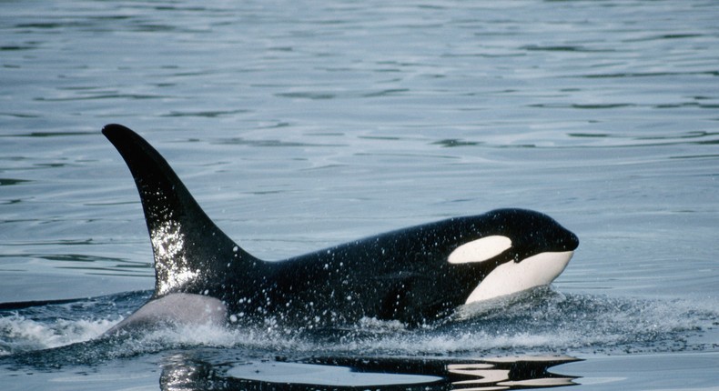 The female orca was observed caring for a baby pilot whale.Getty Images