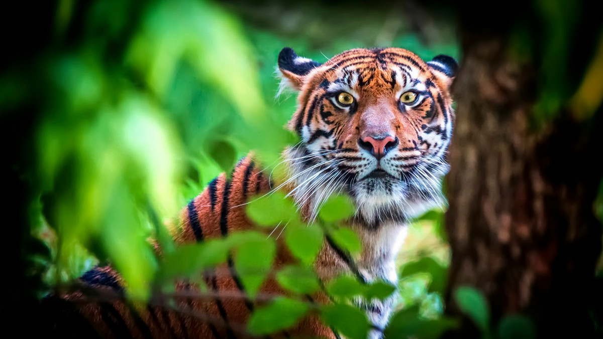 Indonezja: Dwa tygrysy uciekły z zoo. Nie żyje pracownik ogrodu