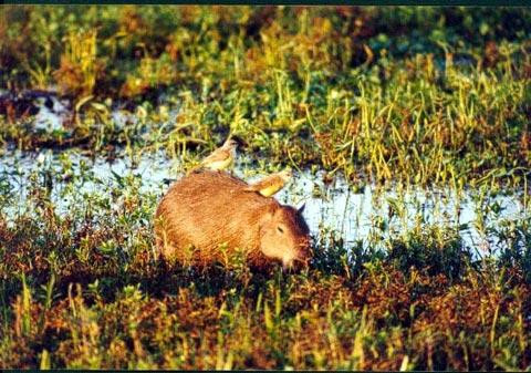 Galeria Argentyna - Bagna Iberá, czyli  narodziny raju, obrazek 22