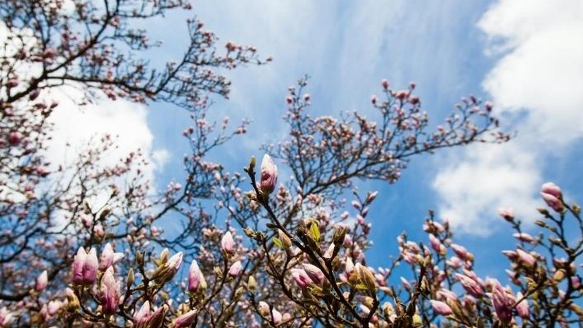 słońce wiosna chmury magnolia