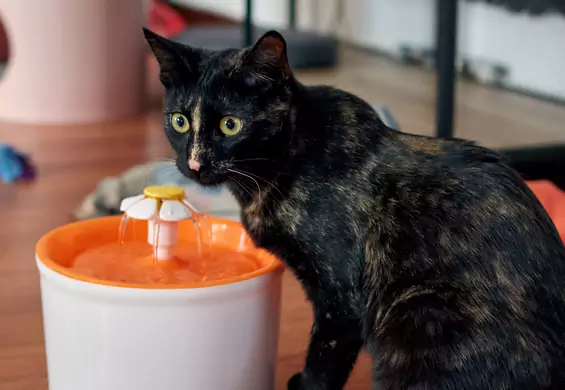 Jak zachęcić kota do picia wody? Pomoże specjalna fontanna