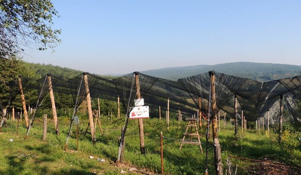 stefan jovanovic borovnice