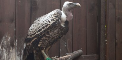 Sęp z Holandii uciekł do Polski