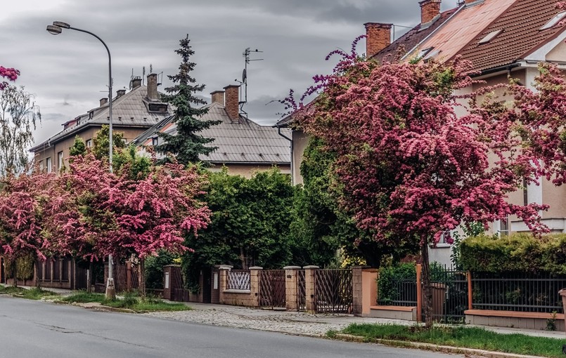 Drzewo do małego ogrodu: głóg pośredni Paul's Scarlet