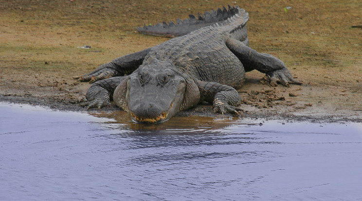 Még a befogó sem látott soha ilyen nagy aligátort / Fotó: Northfoto