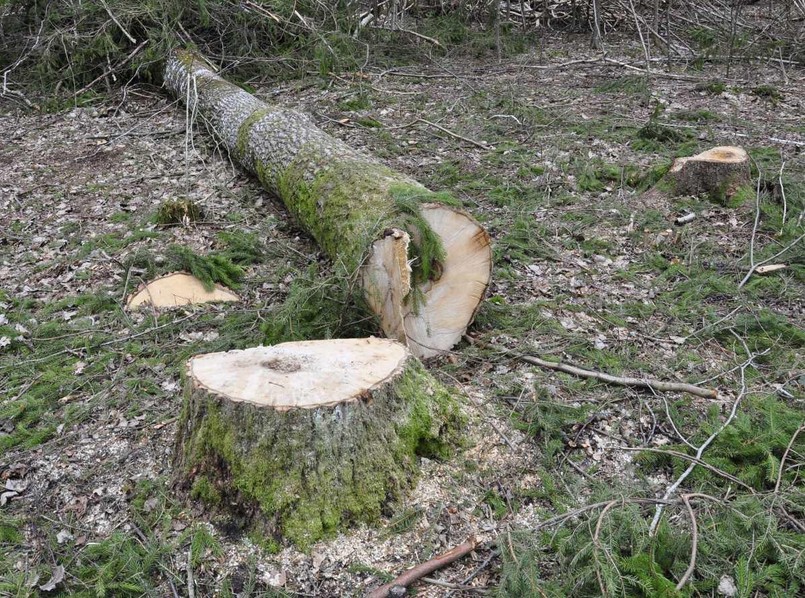 Tak niszczona jest Puszcza Białowieska