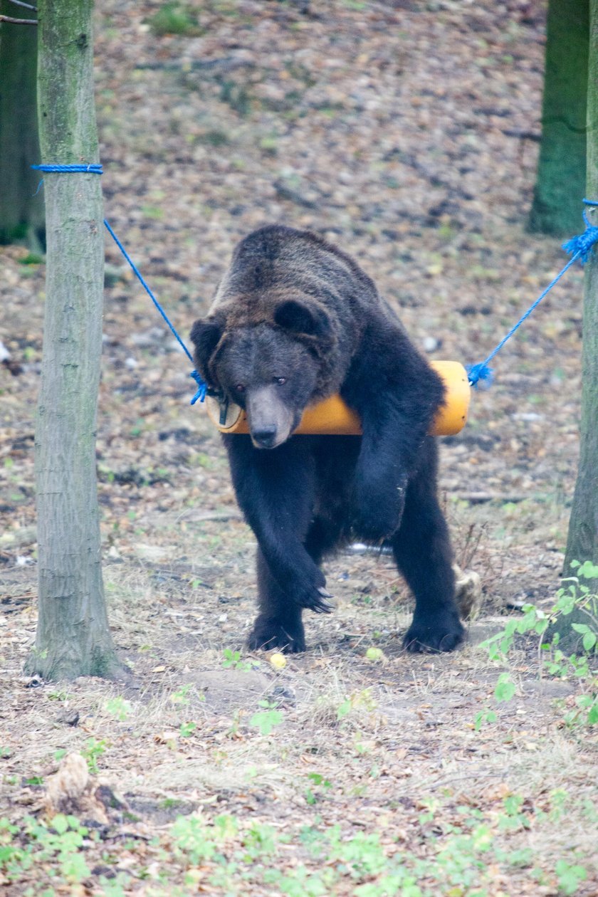 Nowa zabawka niedźwiadków w zoo