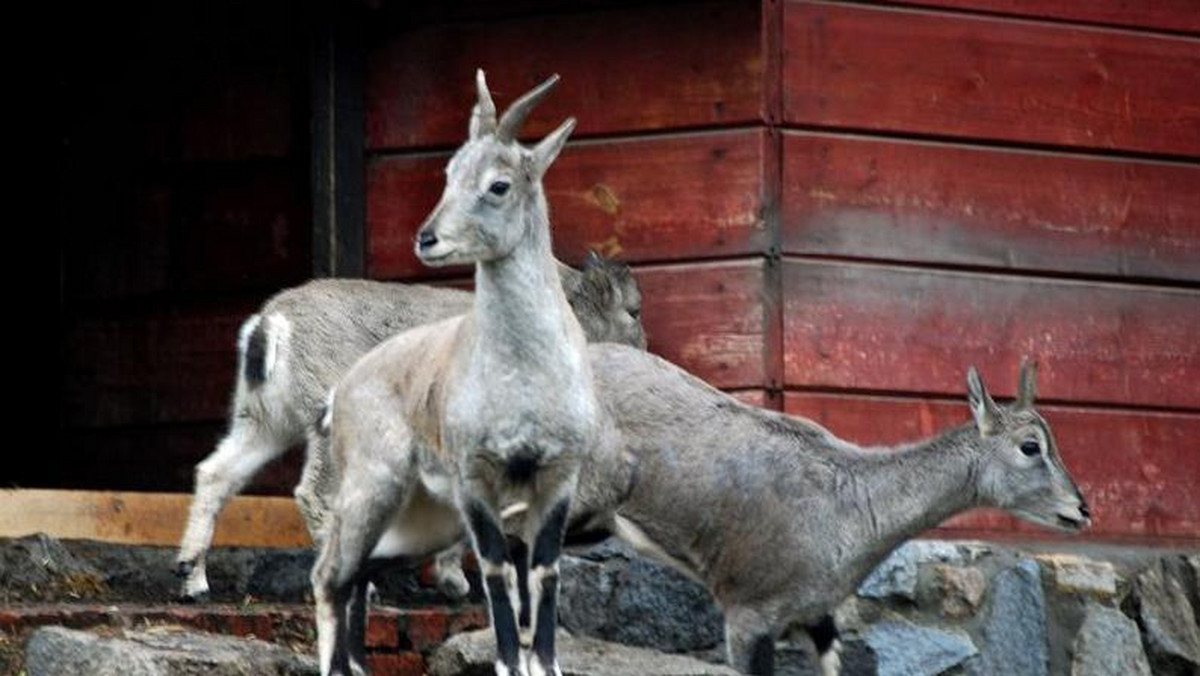 Nachury, zwane też bharalami lub owcami niebieskimi, przyjechały do Wrocławskiego Ogrodu Zoologicznego z Liberca. Jeden samiec i dwie samice, które zamieszkały we wrocławskim ZOO, są jedynymi przedstawicielami tego gatunku w Polsce.