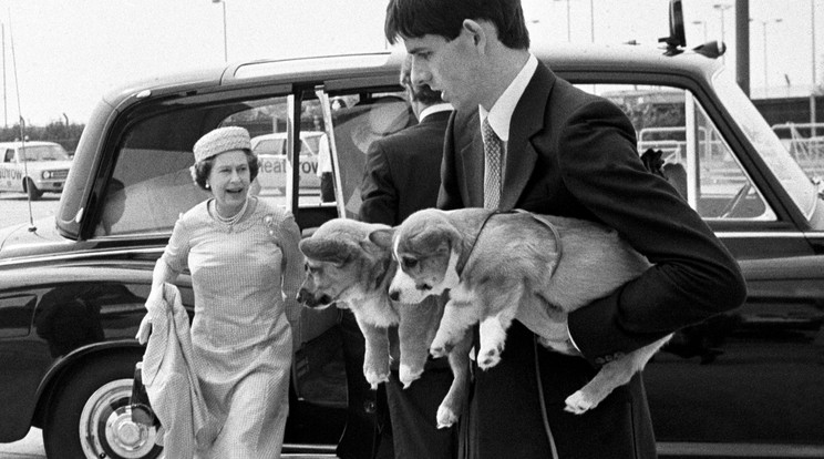 II. Erzsébet királynő és corgi kölyök kutyák / Fotó: Northfoto