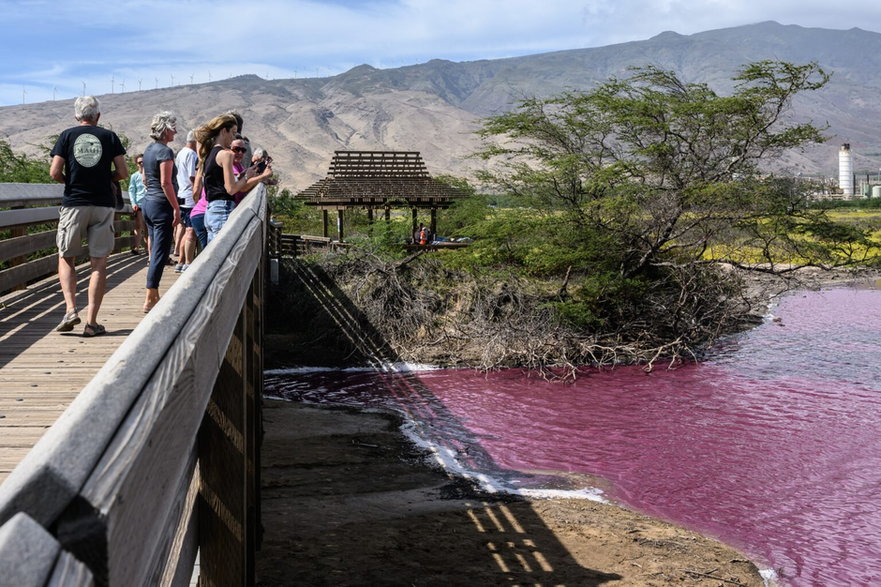 Fot. Kihei, Hawaje, USA — 14 listopada 2023 r.: Odwiedzający Narodowy Rezerwat Przyrody Kealia Pond fotografują zakwit halobakterii, który zmienił kolor stawu na różowy z powodu suszy na Maui. Źródło: La’akea Photography/Shutterstock