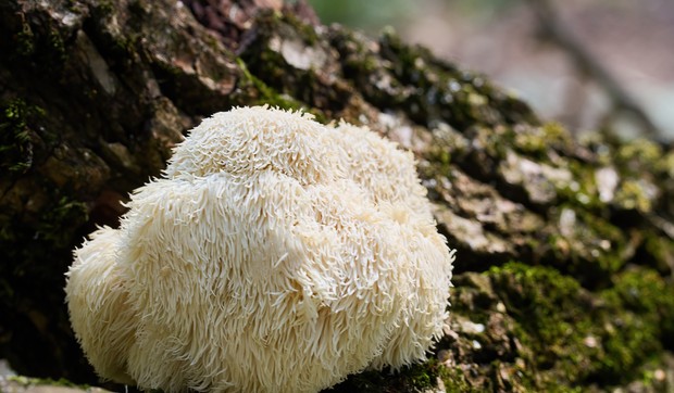 Lavlja griva se u ishrani koristi kao zamena za meso