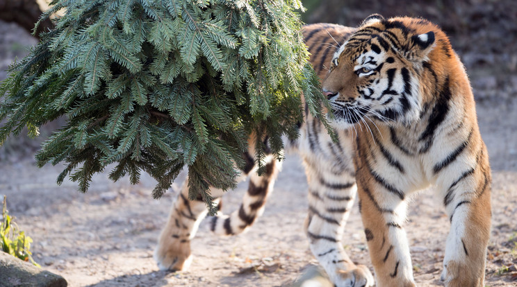 A gyönyörű szibériai tigrisek száma is megfogyatkozott/Fotó: AFP