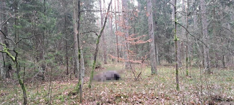 Truchło żubra leży ok. 600 m od zabudowań wsi Borysówka