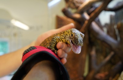 Na świat przyszedł pierwszy w Polsce waran z Komodo!