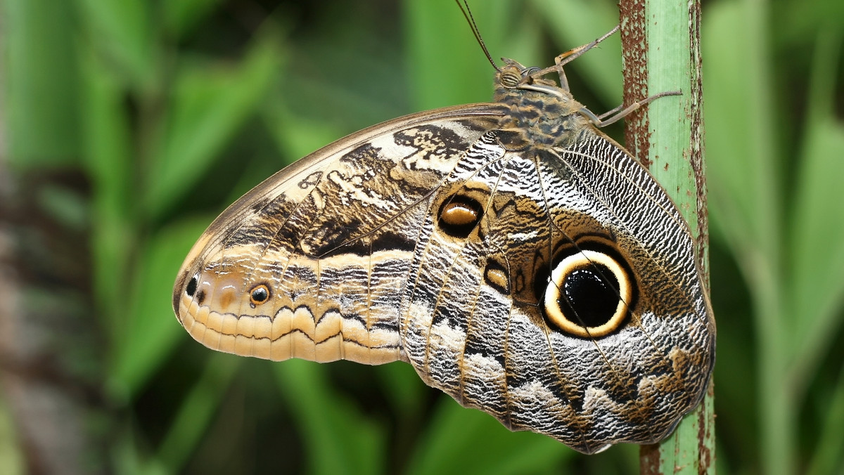 Caligo memnon ubarwieniem skrzydeł przypomina oczy sowy