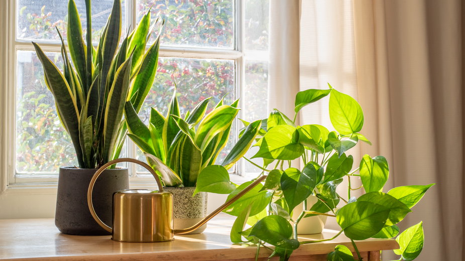 Rośliny, które oczyszczą i schłodzą twoje mieszkanie. Warto mieć je w upały