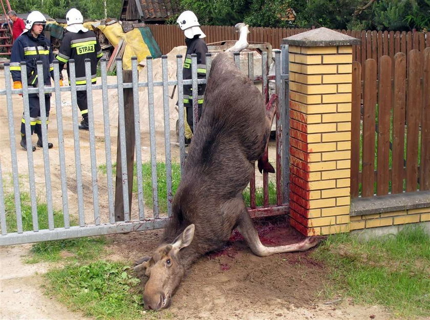 Łoś wykrwawił się na płocie. Drastyczne zdjęcia!