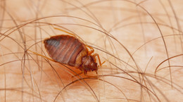 Pasożyty ludzkie: przyczyny, objawy, leczenie