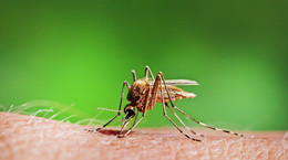 Zika zagraża Europie. Co z polskimi turystami?