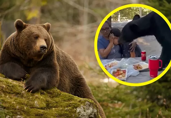 Matka zasłania syna, gdy tuż przy nich na stole je niedźwiedź. "Słyszeliśmy, jak warczy" [WIDEO]