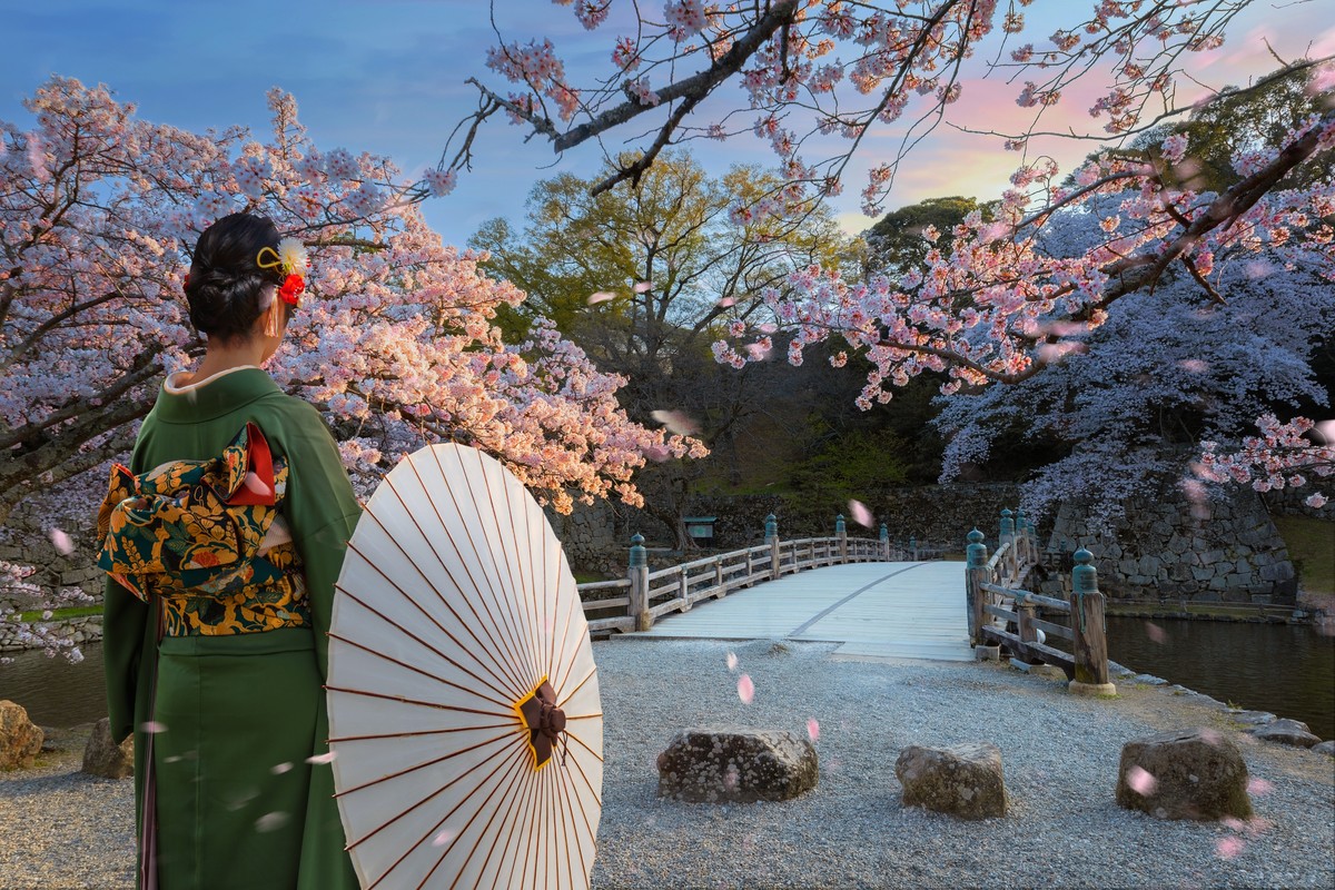 Japonka w kimono spacerująca po Japonii, gdy kwitną wiśnie