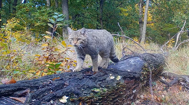 Különleges vadmacskát videóztak le a Börzsönyben / Fotó: Duna-Ipoly Nemzeti Park