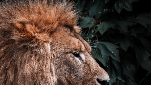 Sikerült kimenteni Szimbát, az oroszlánt Ukrajnából