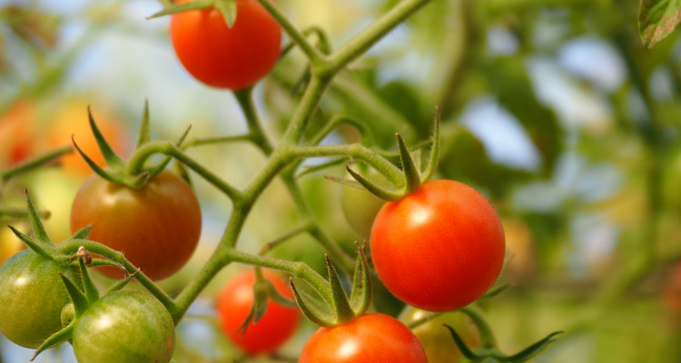 Uprawa pomidorów - wszystko co musisz wiedzieć