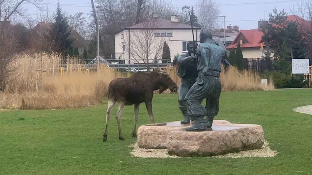 Łoś w parku pod Warszawą. Oglądał pojedynek Wołodyjowskiego z Bohunem