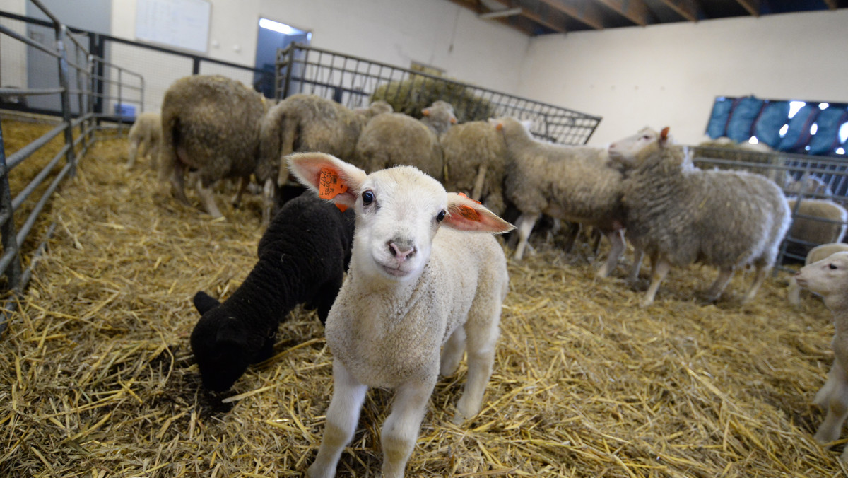 W ośrodku kształcenia praktycznego Uniwersytetu Przyrodniczego we Wrocławiu na świat przyszły 33 owieczki. Co ciekawe w gronie maluchów jest jedna czarna owca. A już w kolejnych dniach spodziewane są kolejne porody.