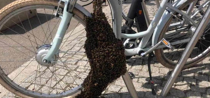 Sceny jak z filmu grozy w Gdyni! A to tylko... pszczoły! 