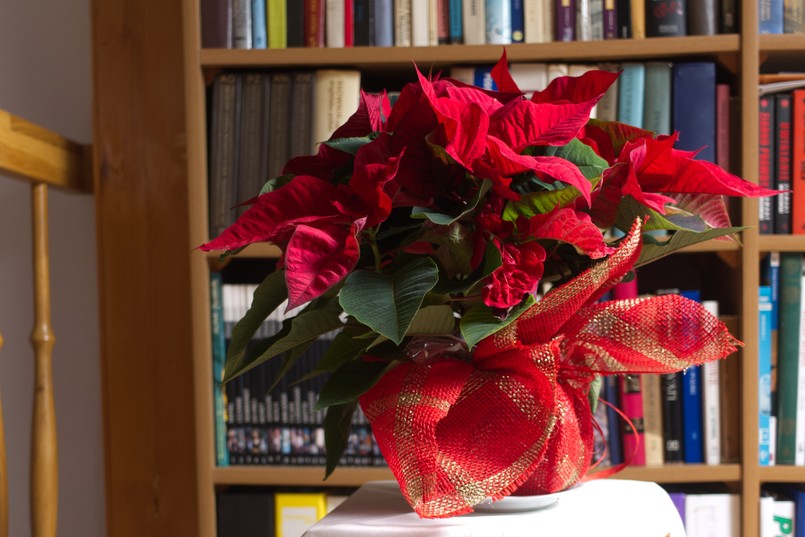 Closeup,Of,Red,Poinsettia,Flower,(euphorbia,Pulcherrima),Staying,Close,To