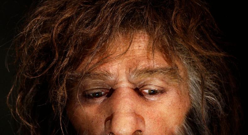 An exhibit of a Neanderthal man at the Neanderthal Museum in Croatia.REUTERS/Nikola Solic