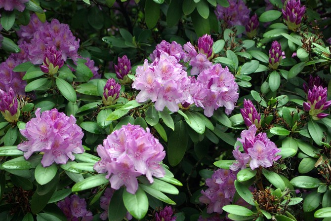 Rododendron