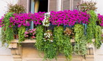 Oto 6 najlepszych roślin na balkon!