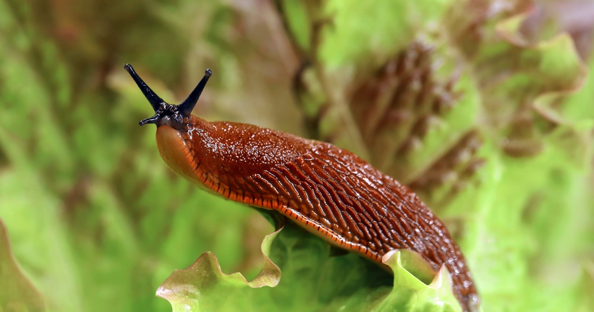 Caracoles, vara de oro, mapache. Estas tres especies matan la naturaleza polaca