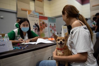 Nowe przepisy dotyczące psów i kotów. Rząd przyjął projekt ustawy. Będzie nowy obowiązek dla właścicieli psów i kotów