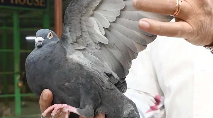 Szabadon engedték a kémkedéssel vádolt galambot Indiában