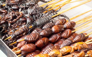 Czy zaczniemy jeść owady zamiast mięsa?