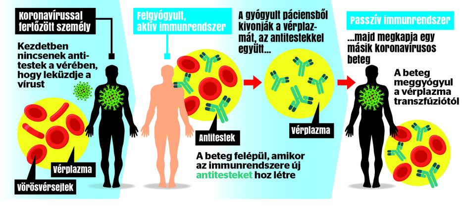 Rajzunk azt mutatja, hogyan hat a betegekre a gyógyultak vérplazmája