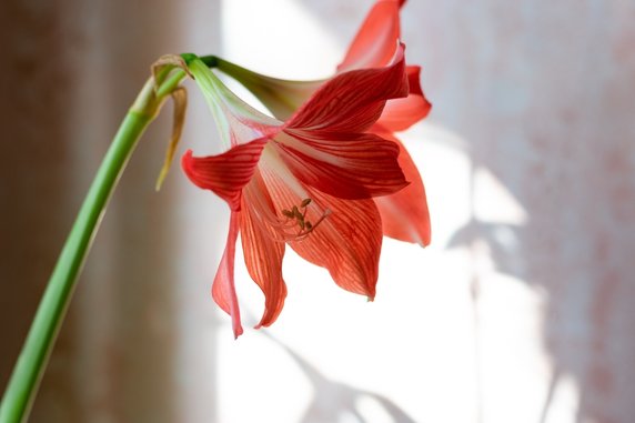 Zwartnica (Hippeastrum)