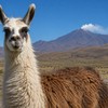 Lama Alpaka 