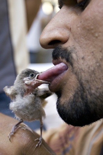 IRAQ-ECONOMY-MARKET-PETS