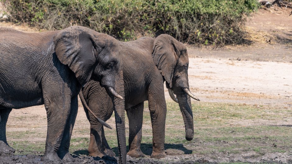 Botswana: zagadka masowej śmierci słoni rozwiązana. Przyczyną były sinice