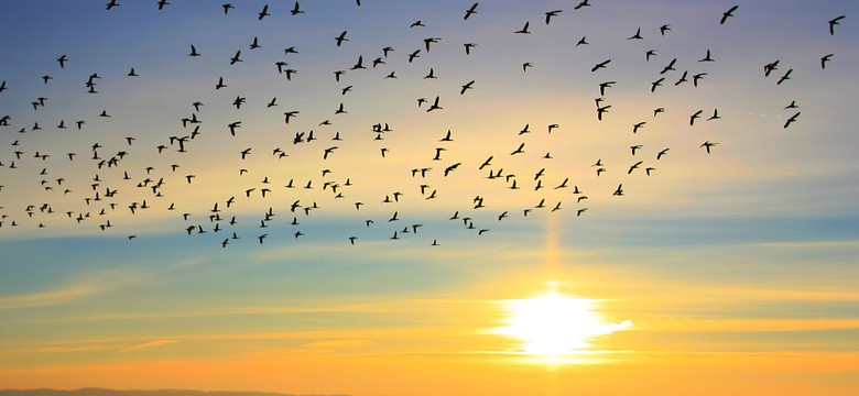 Jest zwiastun wiosny na polskim biegunie zimna