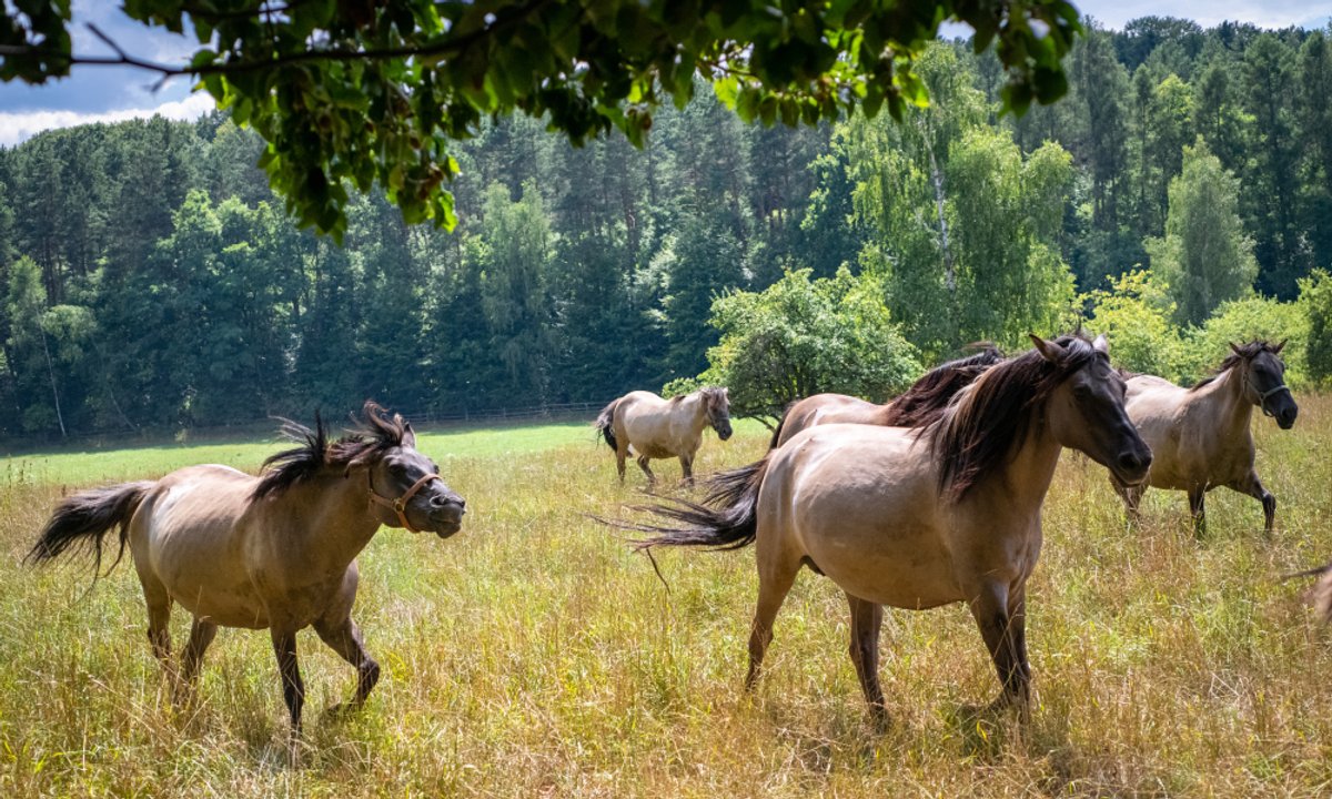 Mama go odrzuciła, ale gwałtownie znalazł nową opiekunkę. Ta adopcja poruszyła pracowników zoo