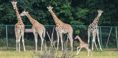 W poznańskim zoo będzie żyrafiarnia!