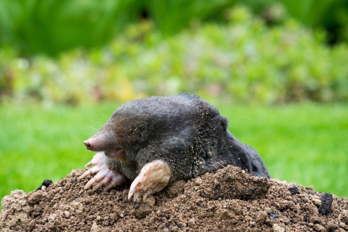 Posadź tę roślinę w ogrodzie. Kopce kretów na trawniku będą tylko wspomnieniem